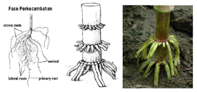 Jagung Bertongkol Oleh Ir Dian Kusumanto Gambar Akar Tanaman Waktu