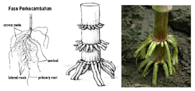 Agar Jagung Bertongkol Banyak Kompasiana Com