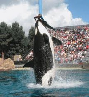 Ikan Paus Pembunuh Makan Orang 34747 NEWSMOV Ikan Paus Pembunuh Makan Orang 34747 NEWSMOV