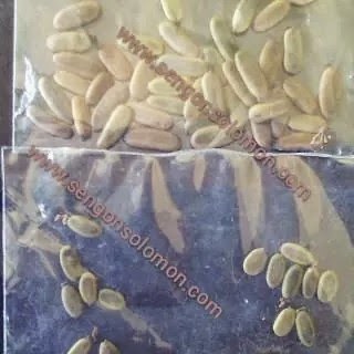 Sengon Solomon Sang Pohon Raksasa Penghasil Uang oleh Sengon Solomon Sang Pohon Raksasa Penghasil Uang oleh