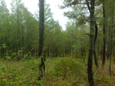 Hutan pinus di pos 1