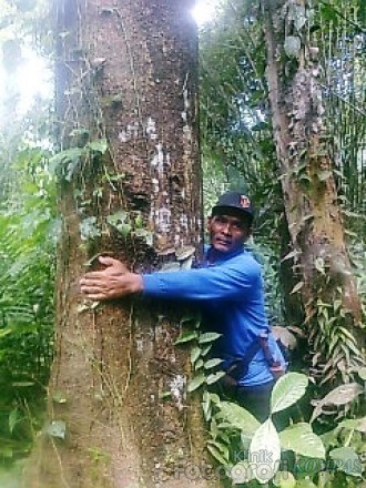  Manfaat  Kayu  Gaharu  Kalimantan Pagar Rumah