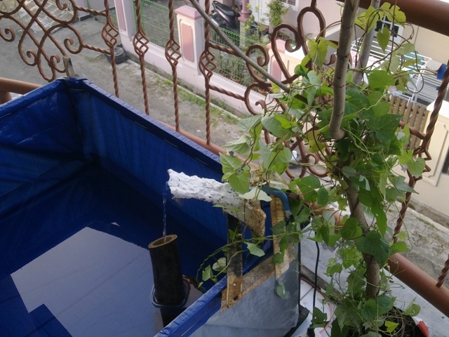 Membuat Sendiri Kolam Ikan Portable di Rumah oleh Ar Dhisa  Membuat Sendiri Kolam Ikan Portable di Rumah oleh Ar Dhisa