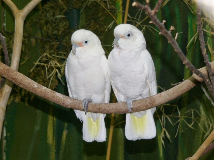 Gambar Burung Kakatua Warna Warni Gambar Burung Kakatua Warna Warni