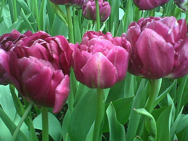 Subhanallah Indahnya Bunga Tulip oleh Puspita Wasita Subhanallah Indahnya Bunga Tulip oleh Puspita Wasita
