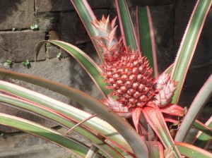 Walau Termasuk Tanaman Hias Nanas  Merah  tetap berupa Buah  Walau Termasuk Tanaman Hias Nanas  Merah  tetap berupa Buah