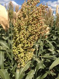 Bioetanol Sorghum