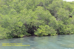 Vegetasi mangrove Pantai Bama (koleksi Pupung)