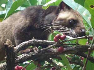 Cara Mengusir Musang Pandan Di Atap Rumah - Sekitar Rumah