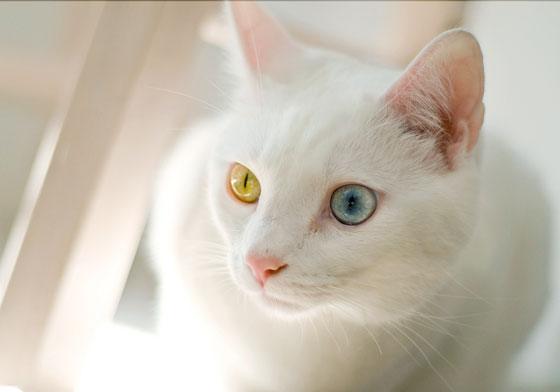 Kucing Add Eye Perbandingan Umur Kucing dengan Umur Manusia - Kompasiana.com