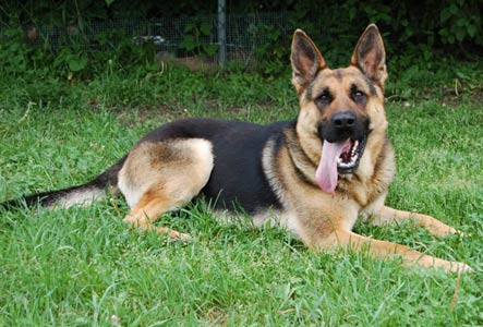 Jenis anjing German Shepherd