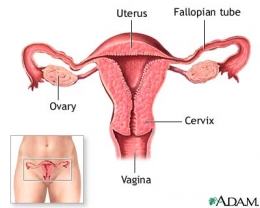 Anatomi organ kandungan : rahim (uterus), saluran telur (fallopian tube), indung telur (ovary), mulut rahim (cervix) dan vagina. (Diambil dari : http://mutialailani.files.wordpress.com/2011/09/female-anatomy1.jpg )