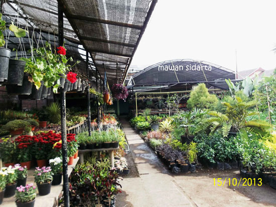 Belajar Berkebun di Sentra Bunga Sidomulyo oleh Mawan Belajar Berkebun di Sentra Bunga Sidomulyo oleh Mawan