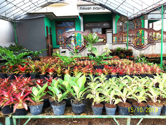 Belajar Berkebun di  Sentra Bunga Sidomulyo oleh Mawan  Belajar Berkebun di  Sentra Bunga Sidomulyo oleh Mawan