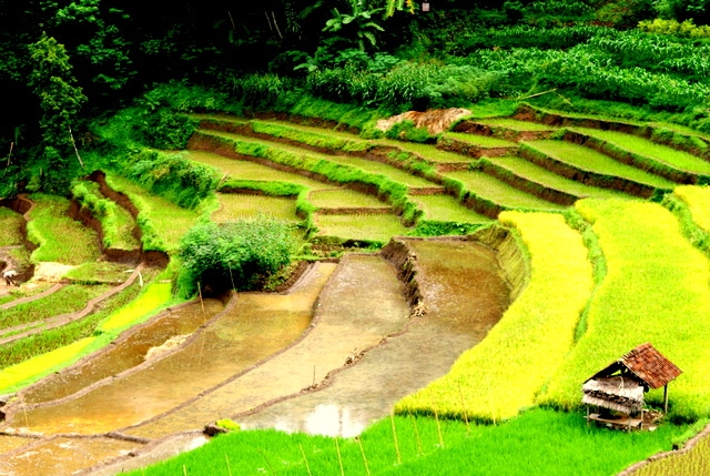 WPC 3 Kesederhanaan Pematang Sawah Halaman 1 WPC 3 Kesederhanaan Pematang Sawah Halaman 1