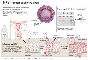 papillomavirus humains vaccin