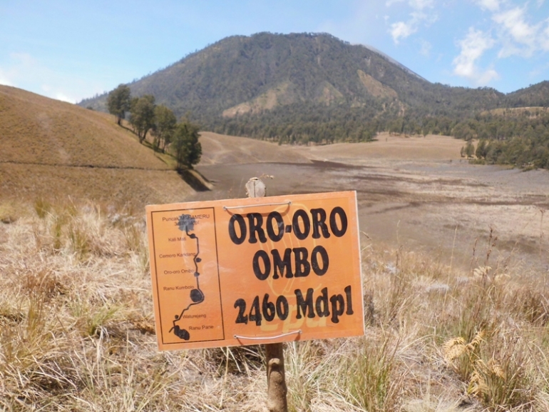 Oro - oro Ombo/Dok Pri.