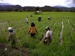 Aktivitas menyiang padi oleh Amai-Amai di Nagari Sarilamak