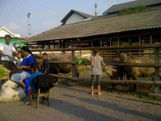 Kebo bule di Alun-alun Selatan Keraton Surakarta.