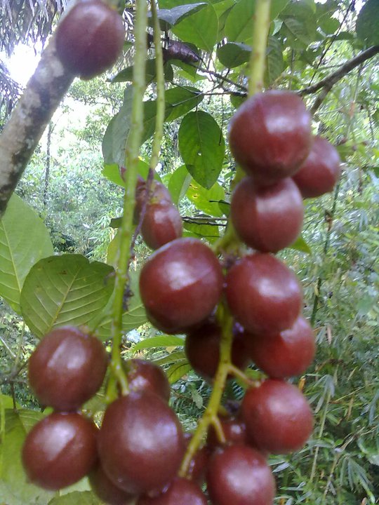 Rambe : antara Buah dan Marga (Paling Indonesia) oleh Rambe : antara Buah dan Marga (Paling Indonesia) oleh