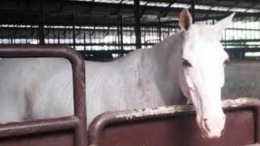 kompas.com/tribunnews.com - Palomo, kuda kesayangan Prabowo