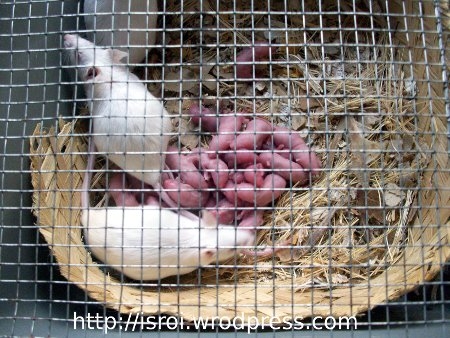 Usaha Ternak Tikus Putih Kompasiana Com