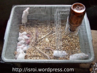 Usaha Ternak Tikus Putih Kompasiana Com