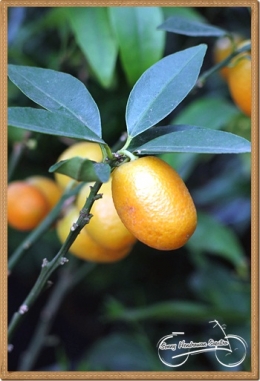 Kumquat Orange, a fruit with sweet rind and soar pulp. Thus it can be eaten with it rind