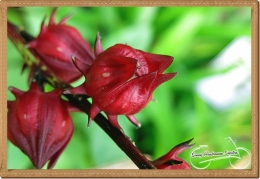 Rosella Flower, believed as good herb for better blood circulation