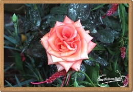 The blooming pink rose