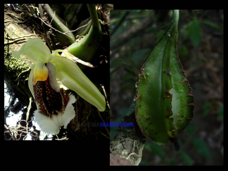 Anggrek  Bibir Berbulu Putri Hutan  Indonesia yang   Anggrek  Bibir Berbulu Putri Hutan  Indonesia yang