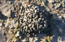 Kumpulan kerang/kumang di Pantai Batu Payung, Sumba Timur