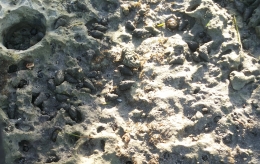 Kerang dan binatang kecil lainnya di sela-sela karang di Pantai Batu Payung, Sumba Timur