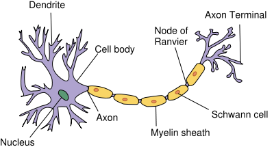 Berkas:Neuron.svg