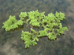 azolla