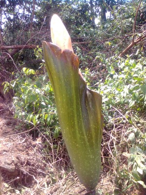 Fenomena Bunga  Bangkai  di Pulau Kalimantan Kompasiana com Fenomena Bunga  Bangkai  di Pulau Kalimantan Kompasiana com