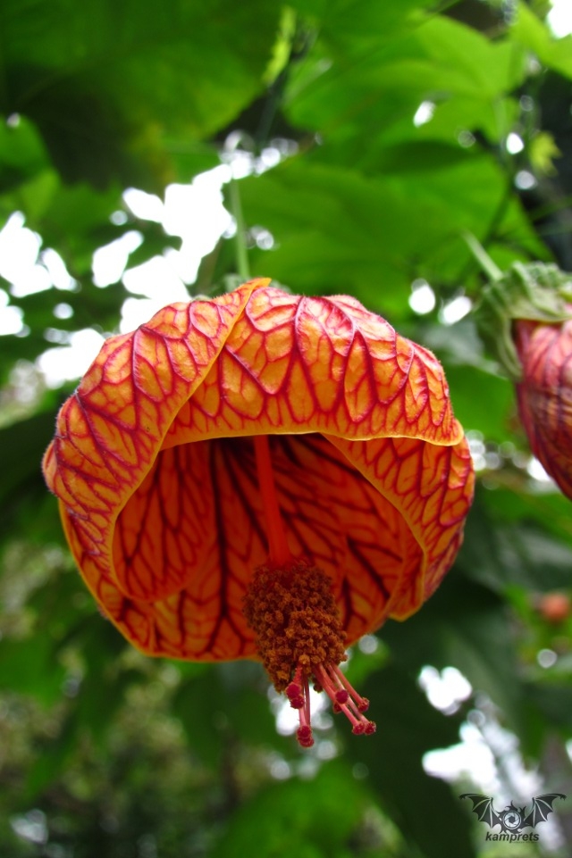 Dari Bunga  Digital Aku Jatuh Cinta oleh Hesti Edityo  Dari Bunga  Digital Aku Jatuh Cinta oleh Hesti Edityo