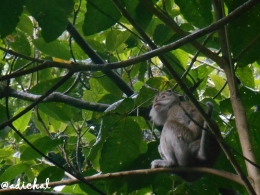 Primata Taman Nasional Gunung Merapi (dok. Pribadi)