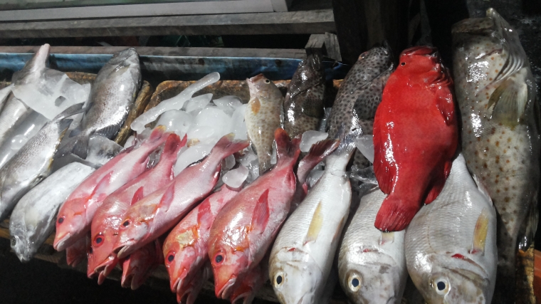 Kupang  Hewan Laut  Laut  Tercemar 4 000 Nelayan Di Kupang    Kupang  Hewan Laut  Laut  Tercemar 4 000 Nelayan Di Kupang