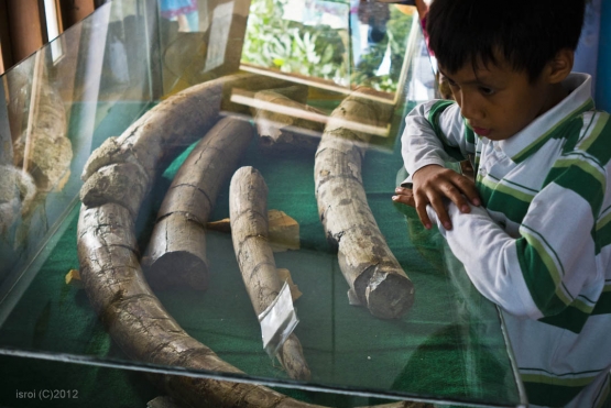 Gajah Purba terbesar Stegodon trigonochepalus ditemukan Gajah Purba terbesar Stegodon trigonochepalus ditemukan