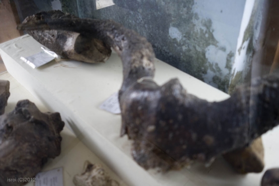 Gajah Purba terbesar Stegodon trigonochepalus ditemukan Gajah Purba terbesar Stegodon trigonochepalus ditemukan