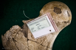 Fosil tulang gajah purba