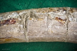 fosil gading gajah purba