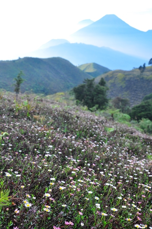 Sindoro dan Bunga Daisy