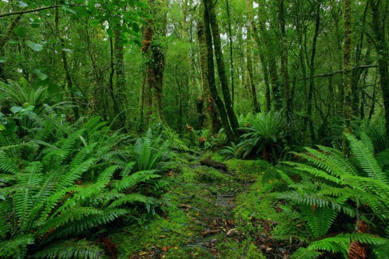 http://gambardanfoto.com/wp-content/uploads/2013/10/gambar-hutan-tropis-yang-indah-555x370.jpg