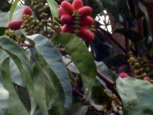 Melinjo Obat Awet Muda Kompasiana Com Melinjo Obat Awet Muda Kompasiana Com