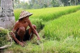 Kementrian Pertanian Republik Indonesia: Lindungi Petani kita dari Kebangrutan & Kemiskinan