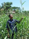 Mas Ali, pakar sorgum manis