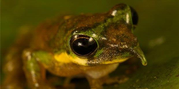 Katak unik berhidung pinokio (Litoria sp nov)