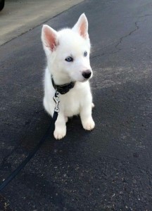 Harga Siberian Husky Kompasiana Com Harga Siberian Husky Kompasiana Com